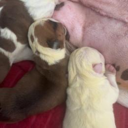 Boy3 - White male Bulldog puppy in Fayettville Ar, Arkansas from Ozark Bulldogs and doodles