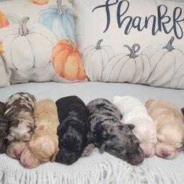 Aussiedoodle, Bernedoodle, and Cockapoo Puppies from Perry's Cockapoos and Aussiedoodles
