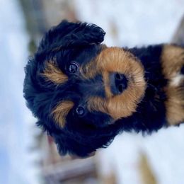 Pinky Pie - Aussiedoodle puppy in Stevensville, Montana from The Highland Shepherds & Doodles
