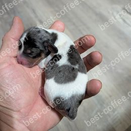 Abraham - Piebald male Dachshund puppy in Blanchard, Oklahoma from Dusty Road Doxies