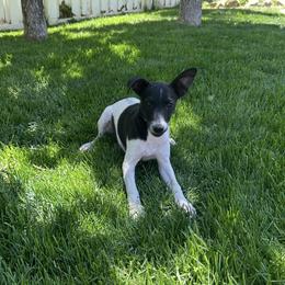 Theodore - Black and white male Xoloitzcuintli puppy in West Jordan, Utah from Majestic Nakids