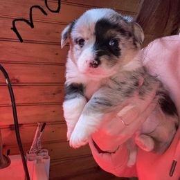American Corgi and Pembroke Welsh Corgi Puppies from Twisted M Corgi’s