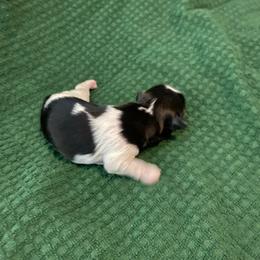 Bandit - Black and white male Shih Tzu puppy in Melbourne, Florida from Sassy Shih Tzu Puppies