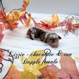 Lizzie - Dapple female Dachshund puppy in Prairieville, Louisiana from Southern Barron Danes & Dachshunds