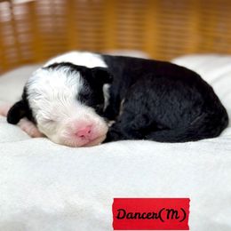 Dancer - male Australian Mountain Doodle puppy in Sterling, Colorado from North 40 Doodles