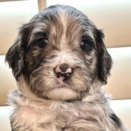 Bernedoodles and Sheepadoodles from Doo Dah Doodle Pups