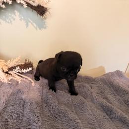 Flip flop - Black female Pug puppy in Smiths Station, Alabama from Magnolia Pugs