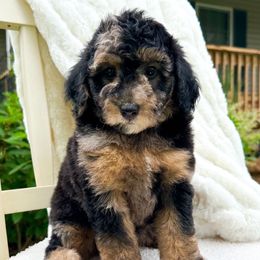 Swiftie - Merle female Goldendoodle puppy in Springfield, Ohio from D&D Doodles