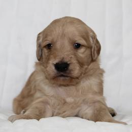 Gideon - Cream male Goldendoodle puppy in Yukon, Oklahoma from Silver Barn Doodles