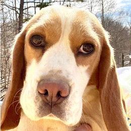 Merah - Beagle