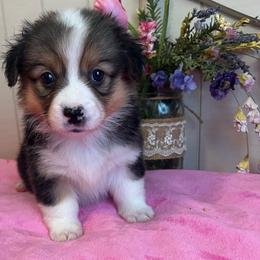 Winnie - Black and tan female Pembroke Welsh Corgi puppy in Midland, Arkansas from Woodwick Corgis
