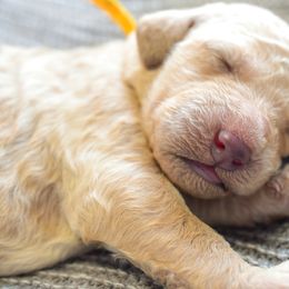 Bernadette Rostenkowski - Cream female Goldendoodle puppy in Dayton, Ohio from Perks Court Doodles