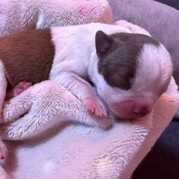 Rudolph - Red male Boston Terrier puppy in Kingsport, Tennessee from Dreamweaver Bostons