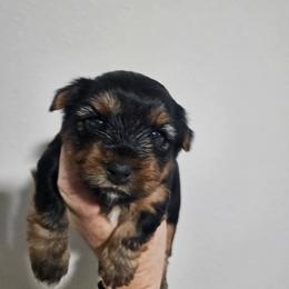 Citka - Black and tan male Yorkshire Terrier puppy in West Plains, Missouri from Brinkley Yorkies
