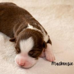 Mackenzie - Red tri female Miniature Australian Shepherd puppy in Blackfoot, Idaho from Bellewynd Acres