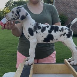 Kiss - Harlequin female Great Dane puppy in Rome, Georgia from Kaitlin Cunningham