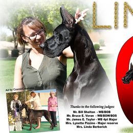 Great Danes from Syvile Great Danes