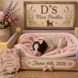 Girl - Parti female Poodle puppy in Pawtucket, Rhode Island from Ds_minidoodles