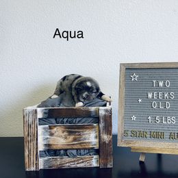 Miniature Australian Shepherd Puppies from 5 Star Mini Aussies