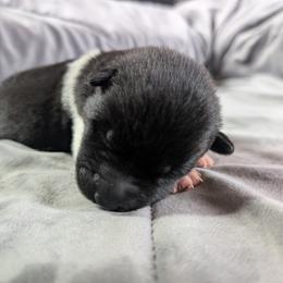 AKC Raiden - Black male Akita puppy in Tombstone, Arizona from WeVolution Off-Grid