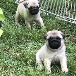 Bulldog and Pug Puppies from JR’s Pugs