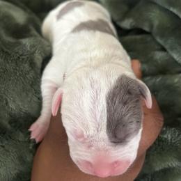 Galileo (Leo) - White male American Pit Bull Terrier puppy in Frederick, Maryland from •Wyngate Pits•