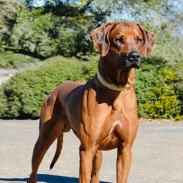 Tali - Rhodesian Ridgeback