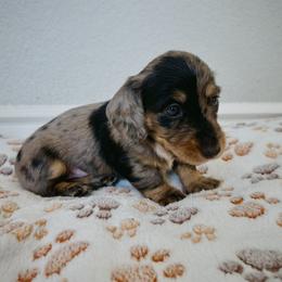 Harvey - Dapple male Dachshund puppy in Laguna Niguel, California from Beachside Doxies