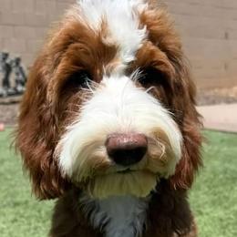 Oakley - Goldendoodle