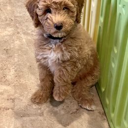 Poodle Puppies from Grandy’s Pretty Poodles