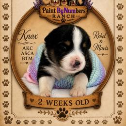Knox - Black tri-color male Australian Shepherd puppy in Magee, Mississippi from Paint ByNumbers Ranch