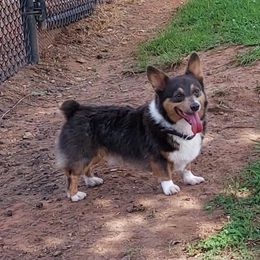 Festus - Pembroke Welsh Corgi