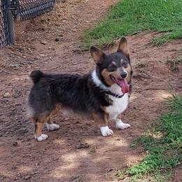 Festus - Pembroke Welsh Corgi