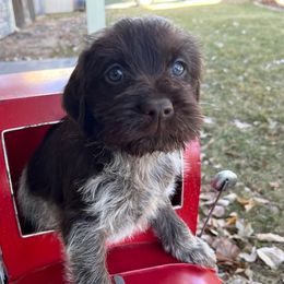Squints - Brown and gray Wirehaired Pointing Griffon puppy in Douglas, Wyoming from Complete Game Griffs