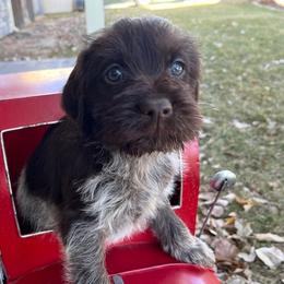 Squints - Brown and gray Wirehaired Pointing Griffon puppy in Douglas, Wyoming from Complete Game Griffs