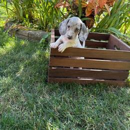 Dachshund puppies from Jae’s Puppy House