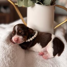 Autumn - Piebald female Dachshund puppy in Jacksonville, Florida from Florida Dippin’ Dachshunds & Aussiedoodles