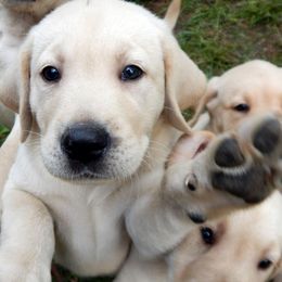 Labrador Retrievers from Longmeadow Labradors