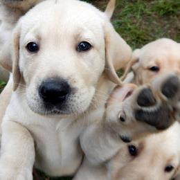 Labrador Retrievers from Longmeadow Labradors