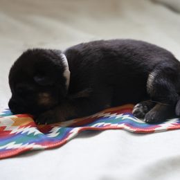 German Shepherd Puppies from Milestone GSDs