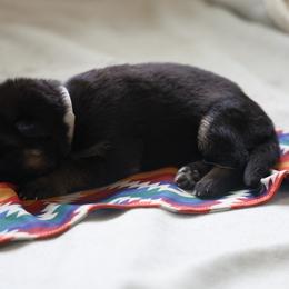 German Shepherd Puppies from Milestone GSDs