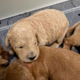 Cypress - Cream male Goldendoodle puppy in Indiana, Pennsylvania from Kathy's Doodles
