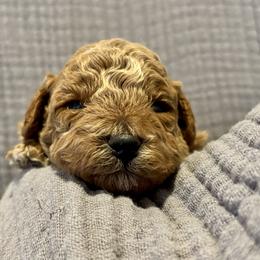Cavapoo, Cockapoo, Goldendoodle, and Maltipoo Puppies from Perdue Puppies