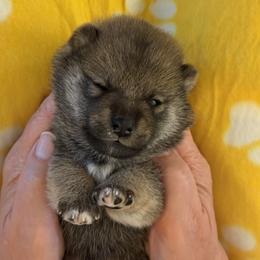 Ahsoka - Red female Shiba Inu puppy in Greer, South Carolina from Crescent Moon Shibas