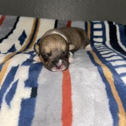 Toffee - Sable female Pembroke Welsh Corgi puppy in Washington from Castle View Royal Rumps