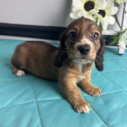 Lydia - Dapple female Dachshund puppy in Gilbertsville, Kentucky from DeLaunes Dachshunds