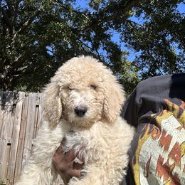 Marshmallow - Poodle puppy in Easley, South Carolina from The Breedery