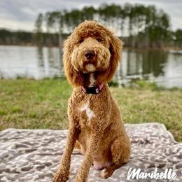 Maribelle  - Goldendoodle