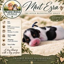 Ezra - Piebald male Dachshund puppy in Firesteel, South Dakota from Prairie Ridge Dachshunds