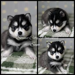 Sam the snowman - Gray and white male Pomsky puppy in Rossville, Georgia from Scenic City Pomskies